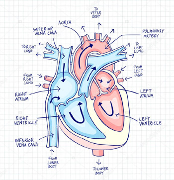 human heart anatomy